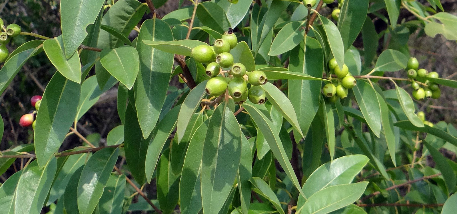 astonishing-benefits-of-sandalwood-powder-for-enhancing-skin-health