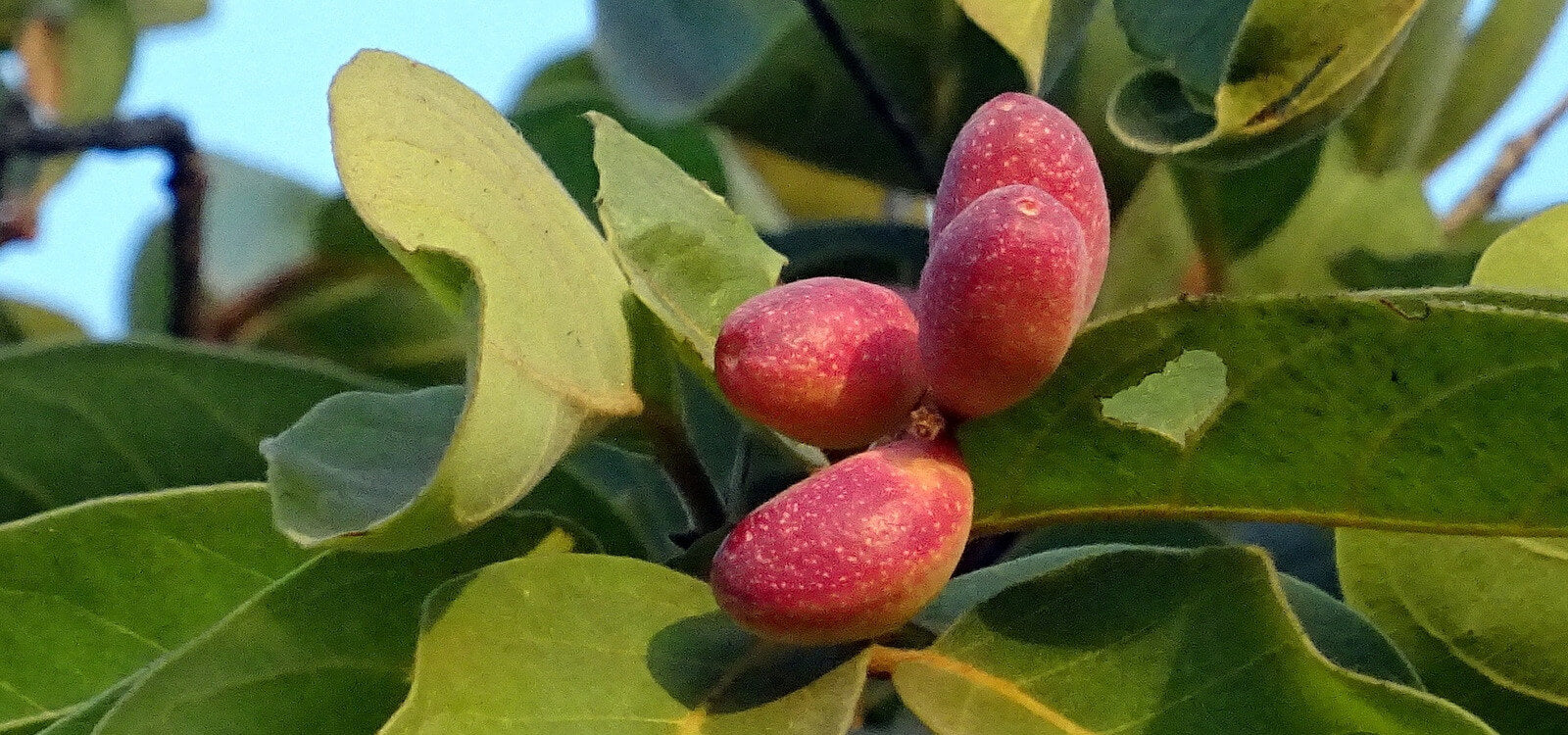 Chebulic Myrobalan Fruit
