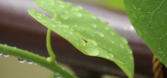 Indian Tinospora Stem