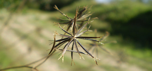 Tribulus terrestris