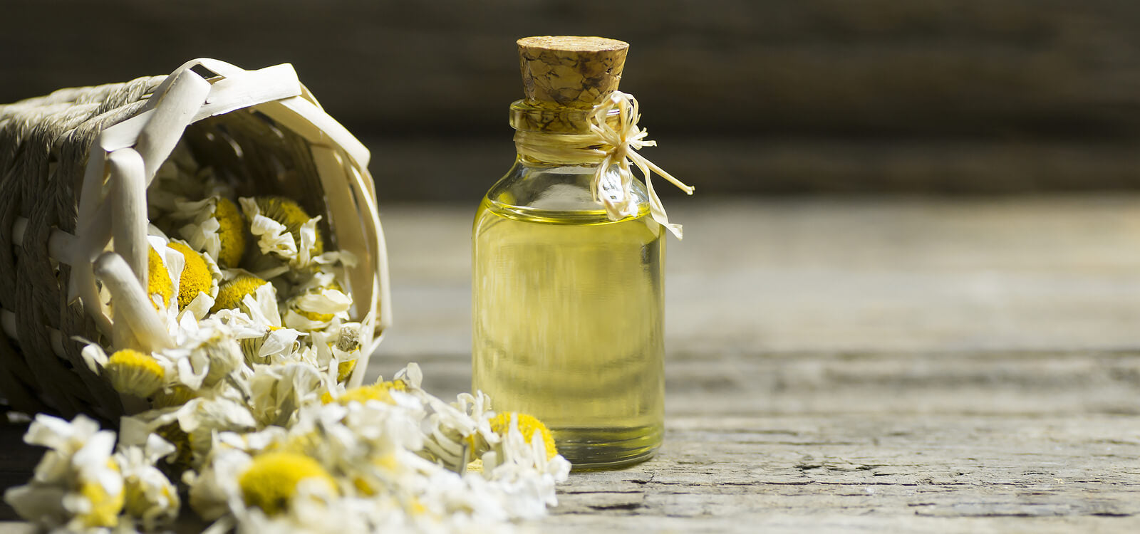 chamomile essential oil for ayurveda and essential oils