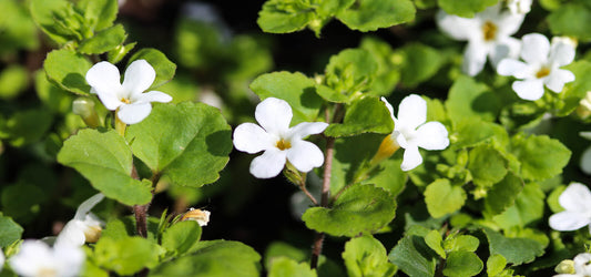 bacopa