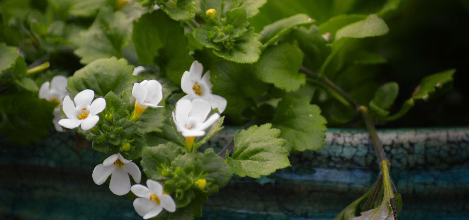 bacopa