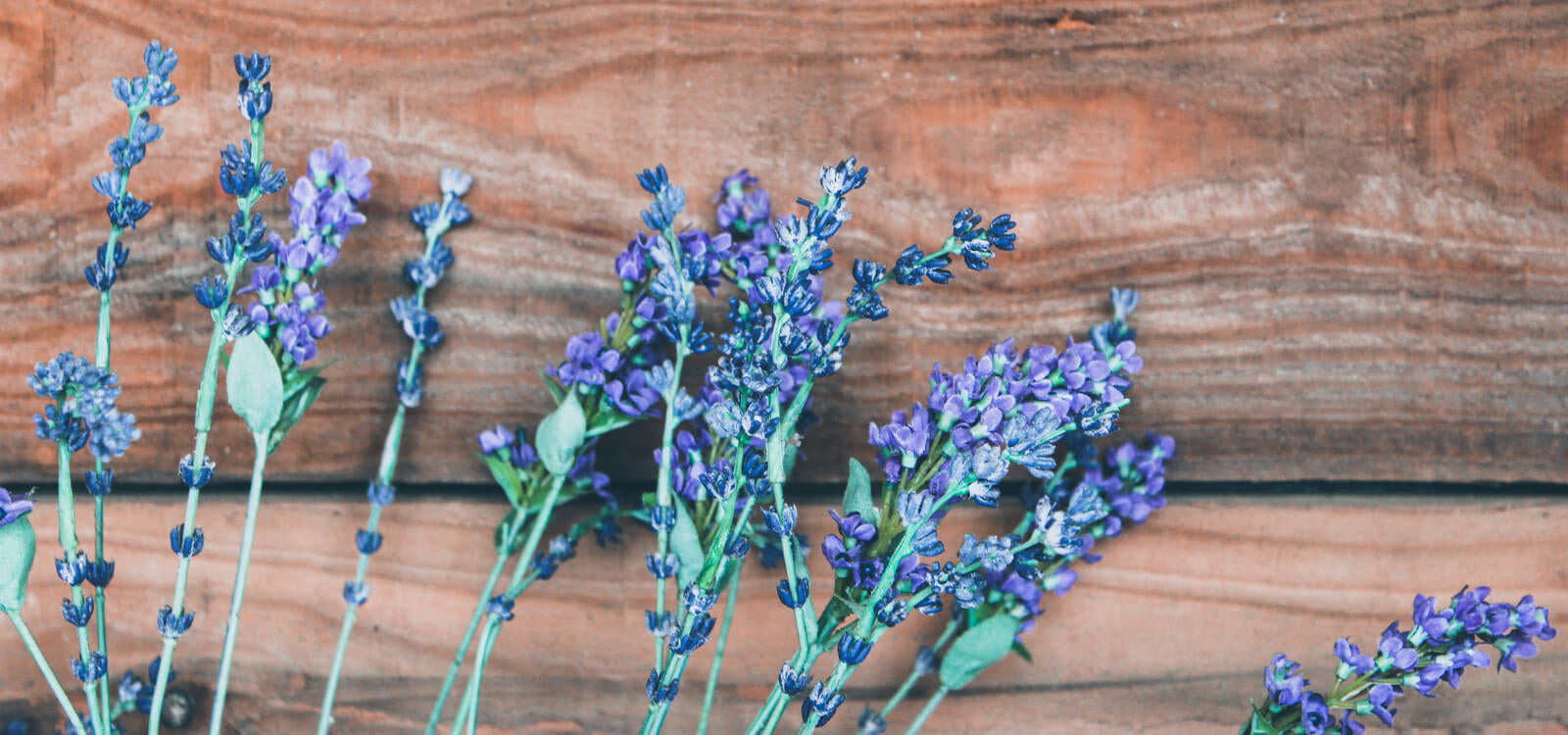 lavender for ayurveda and aromatherapy