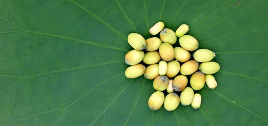 lotus seeds