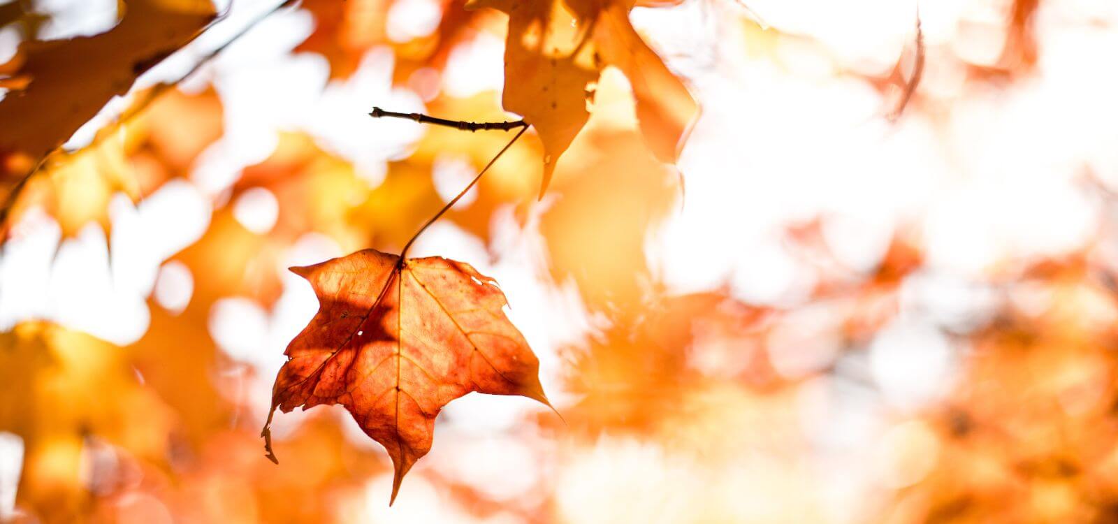 Vata Season: How To Stay Grounded and Nourished in Autumn