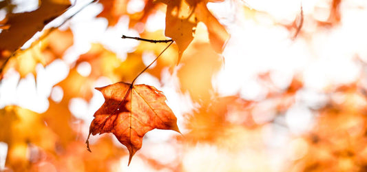 fall leaves during vata season