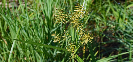 nut grass