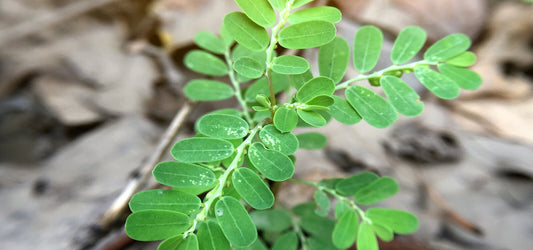 phyllanthus plant