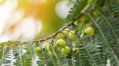 amla an ayurvedic brain supplement