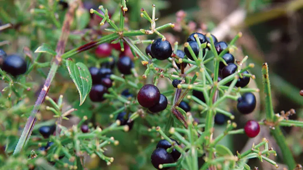 9 Manjistha Benefits for Skin, Hormones, and Detox