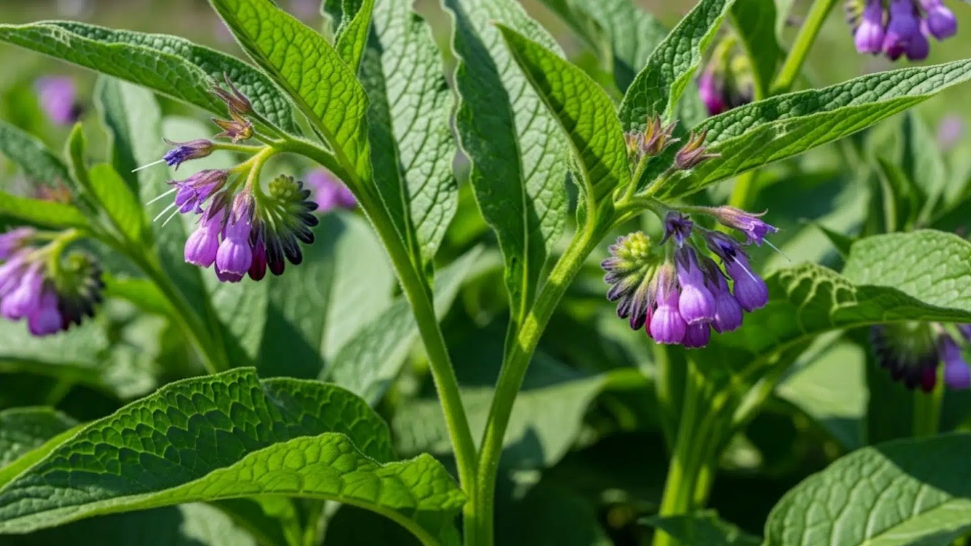 How Comfrey Benefits Your Health and Garden