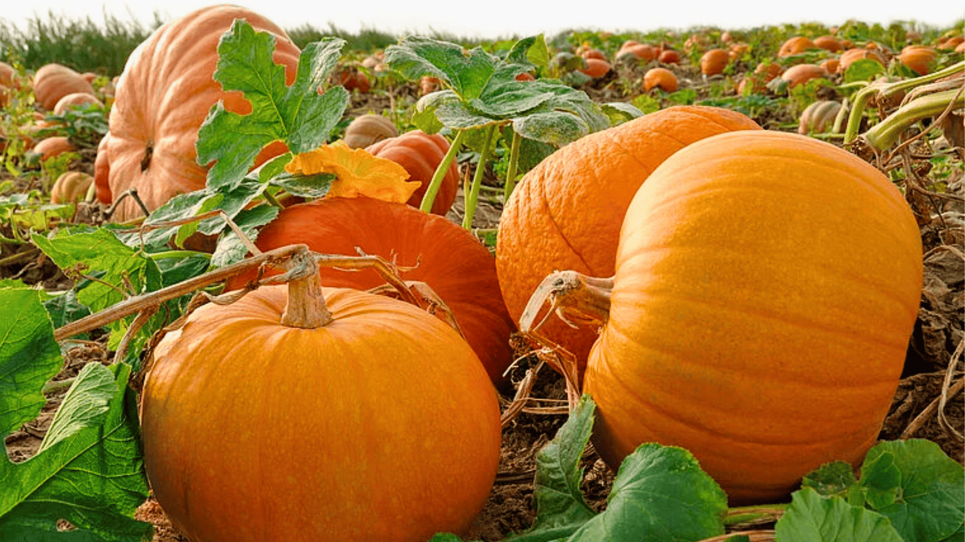 Pumpkin