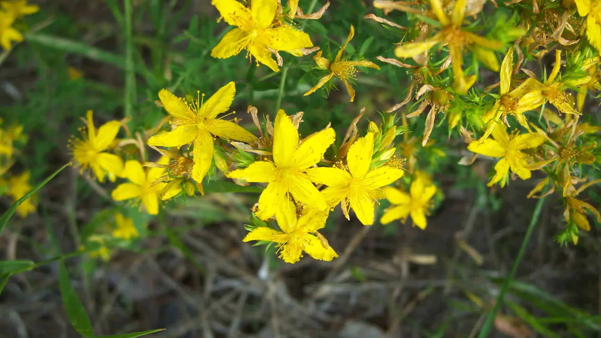 St-john’s-wort