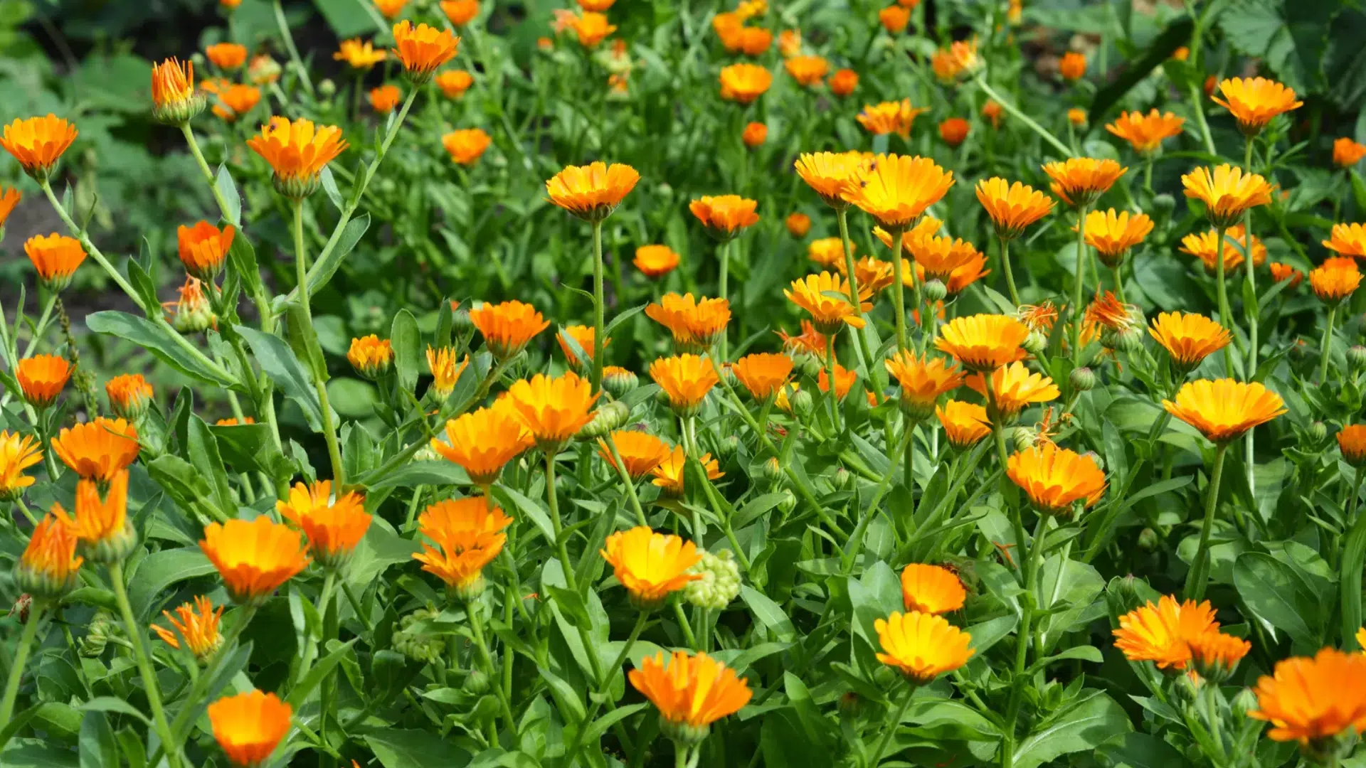 calendula