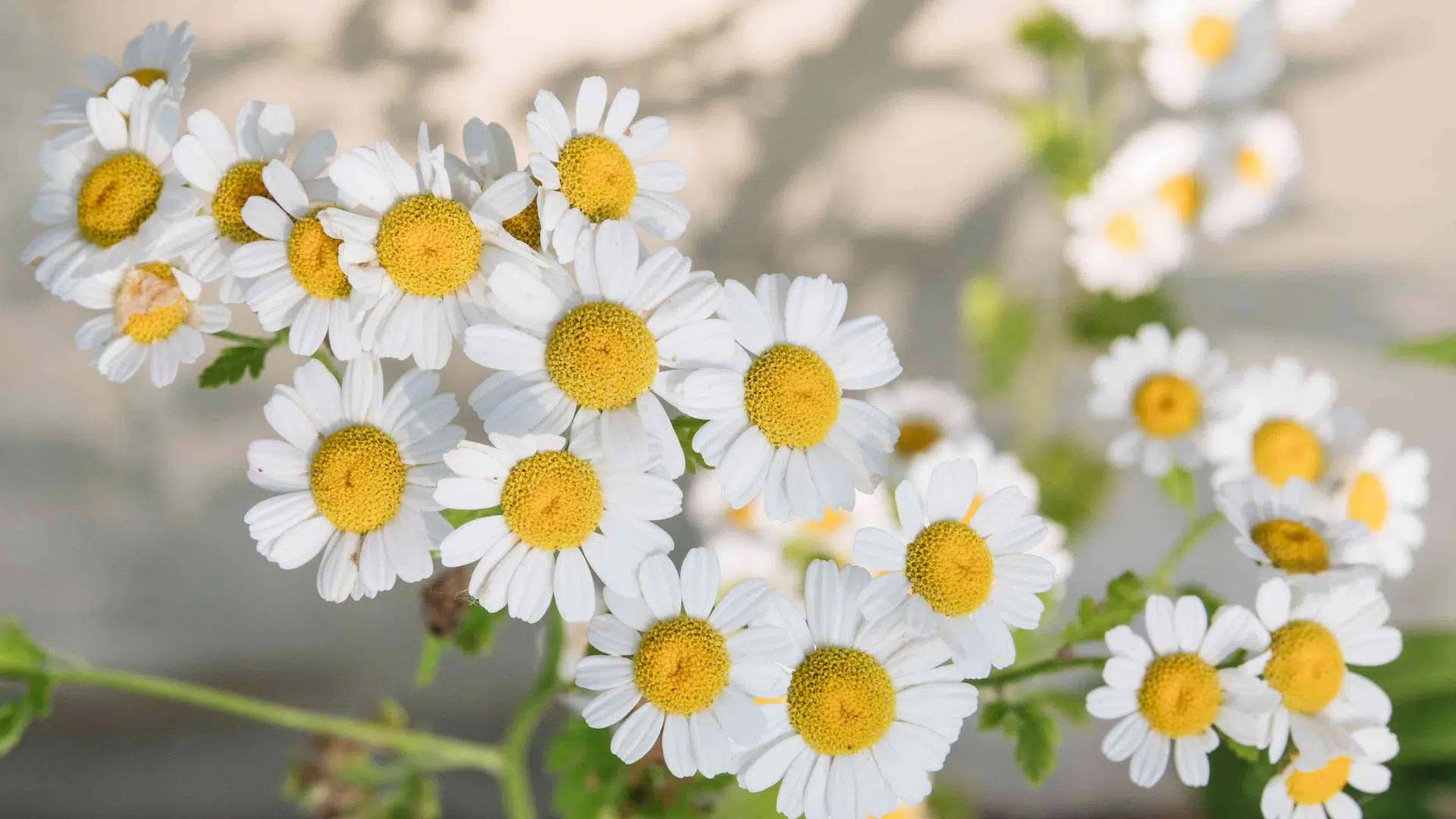 chamomile (1)
