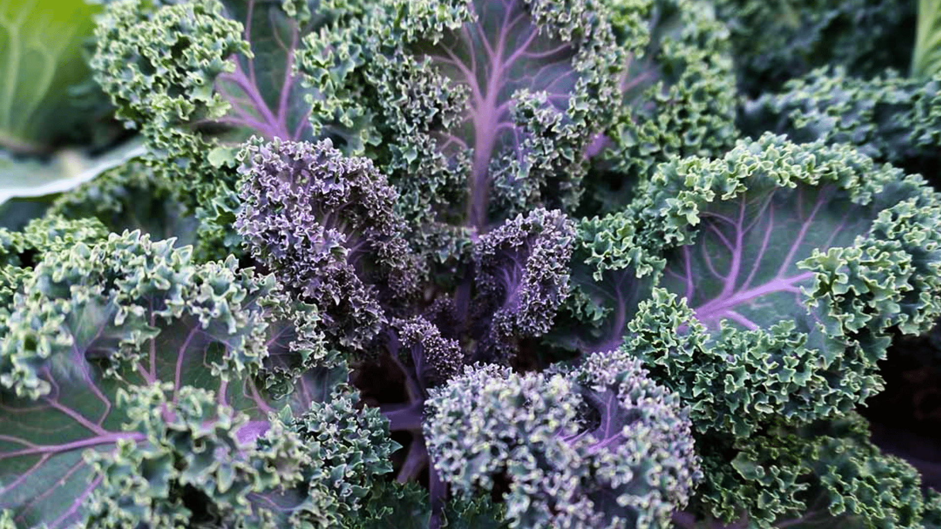 close-up of curly kale leaves with green edges and purple stems, showing dense texture and fresh leafy growth
