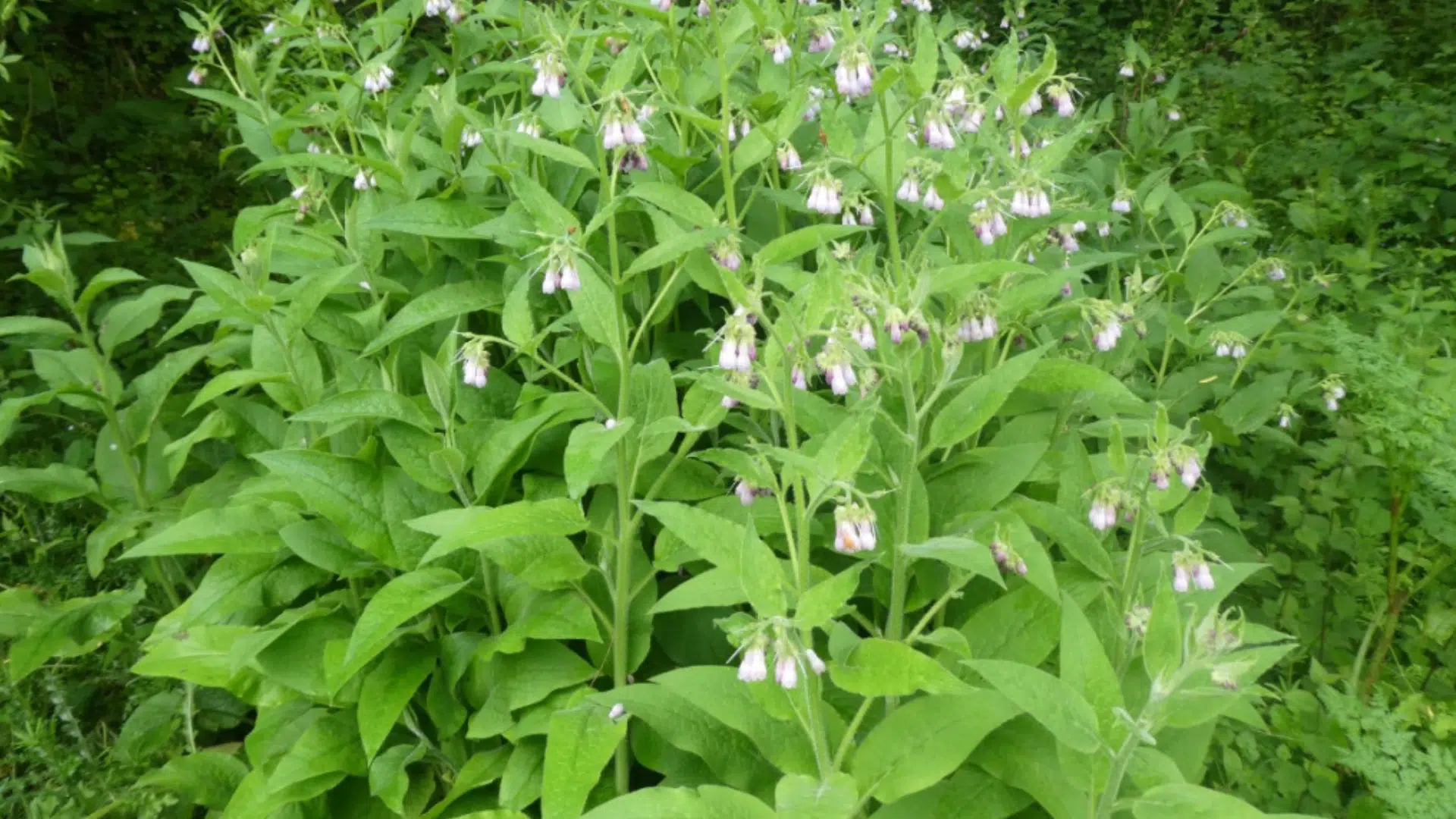 comfrey