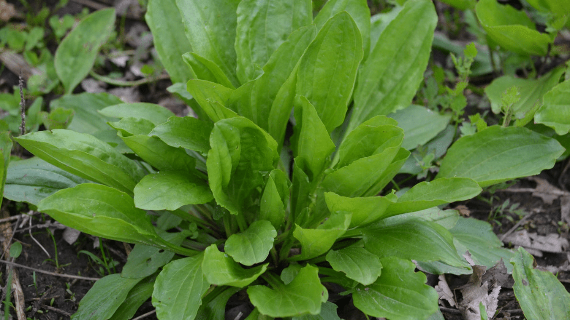 plaintain-leaf