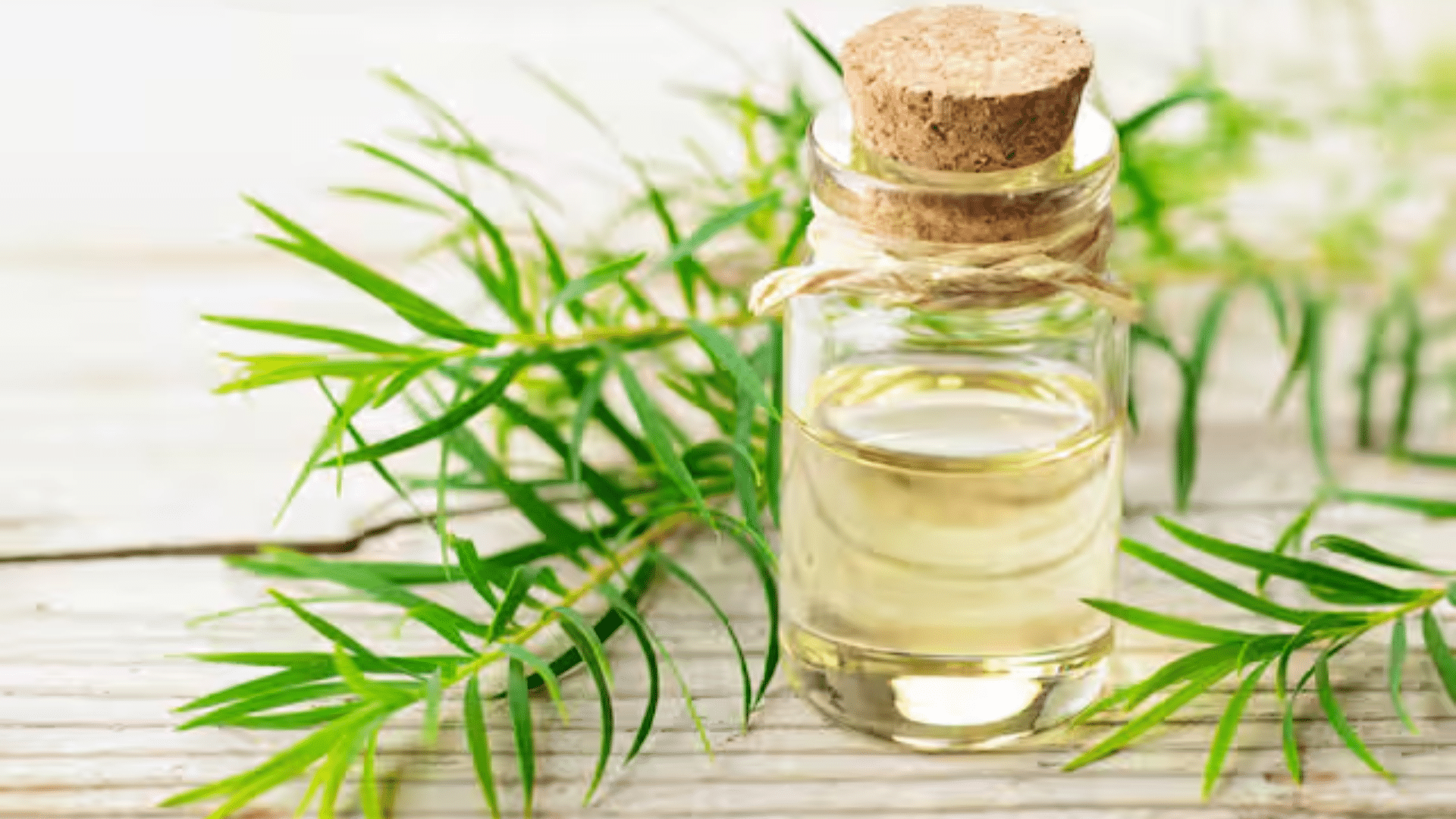 tea-tree-oil