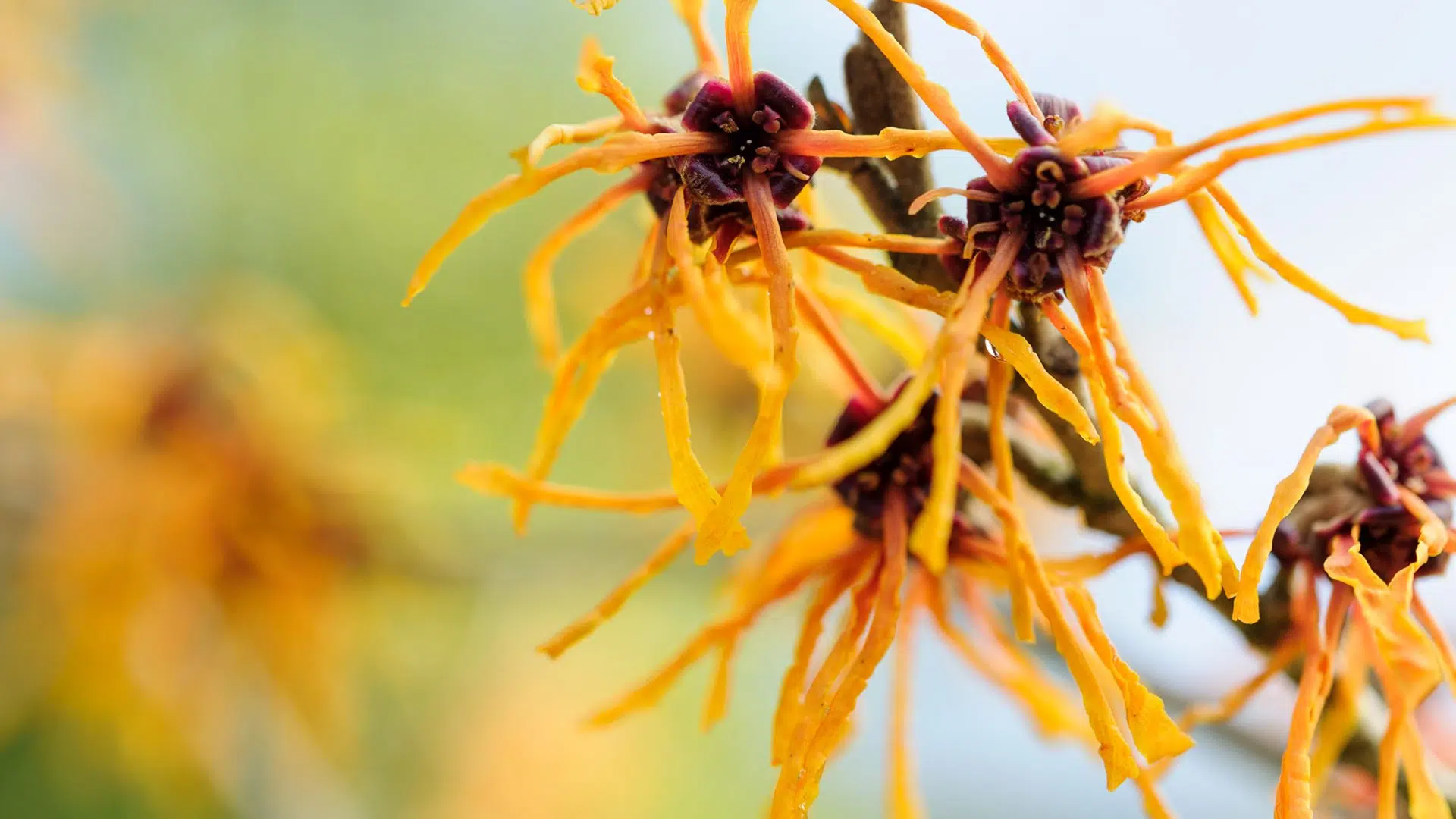 witch-hazel