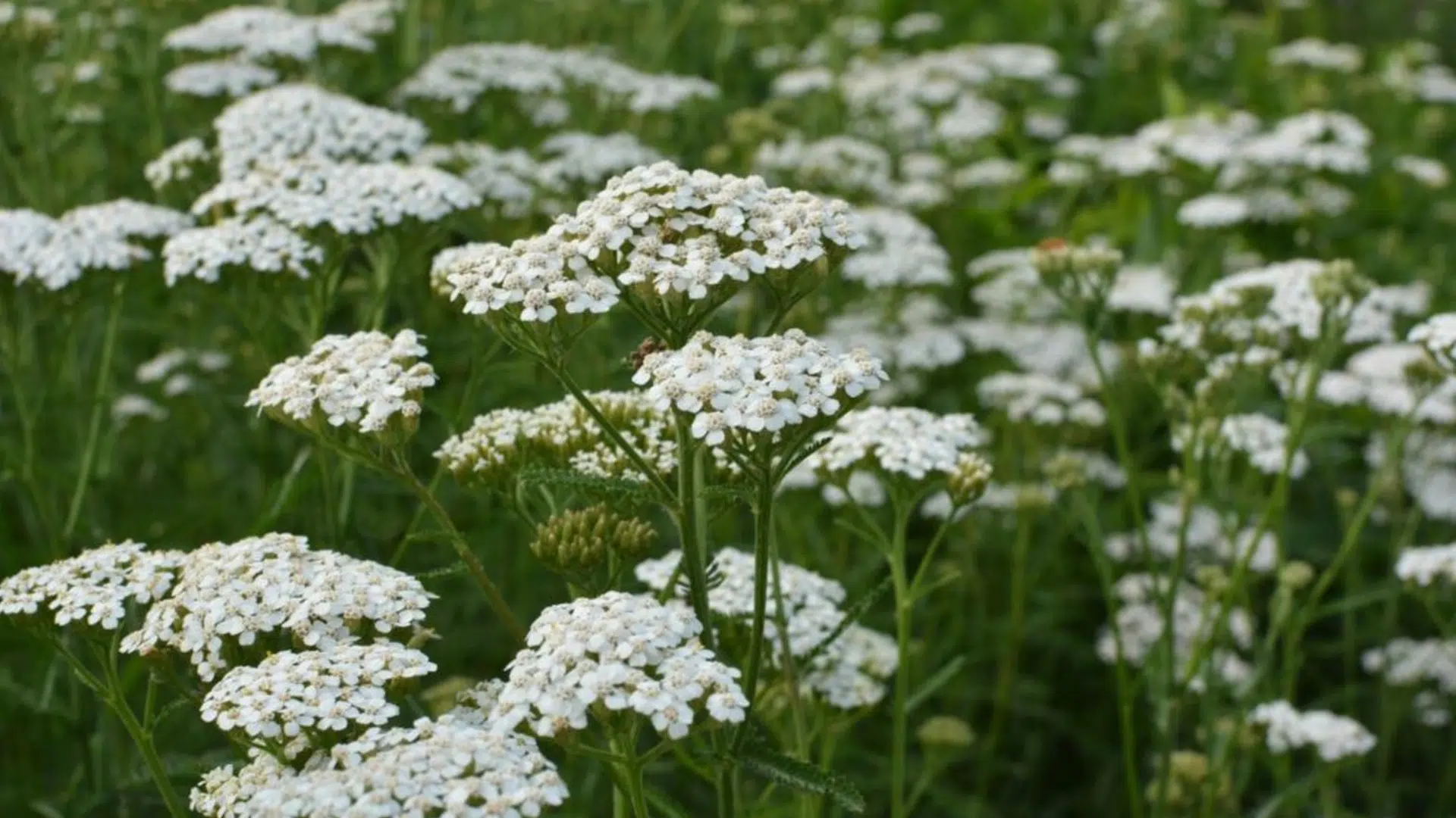 yarrow