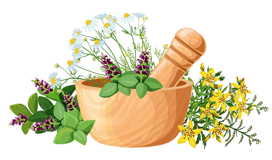medicinal-herbs-mortar-illustration
