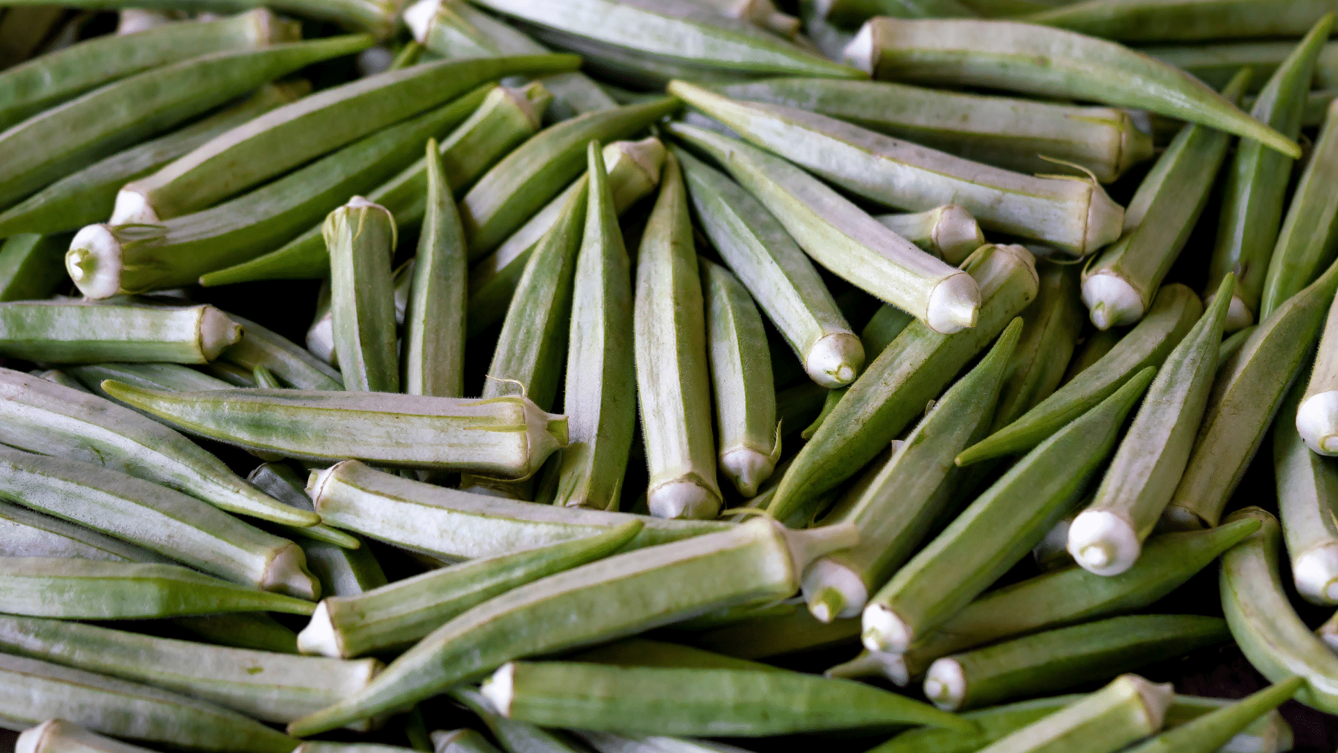 a pile of fresh, green okra pods with a fuzzy texture and ridged sides, shown in a close-up, detailed view