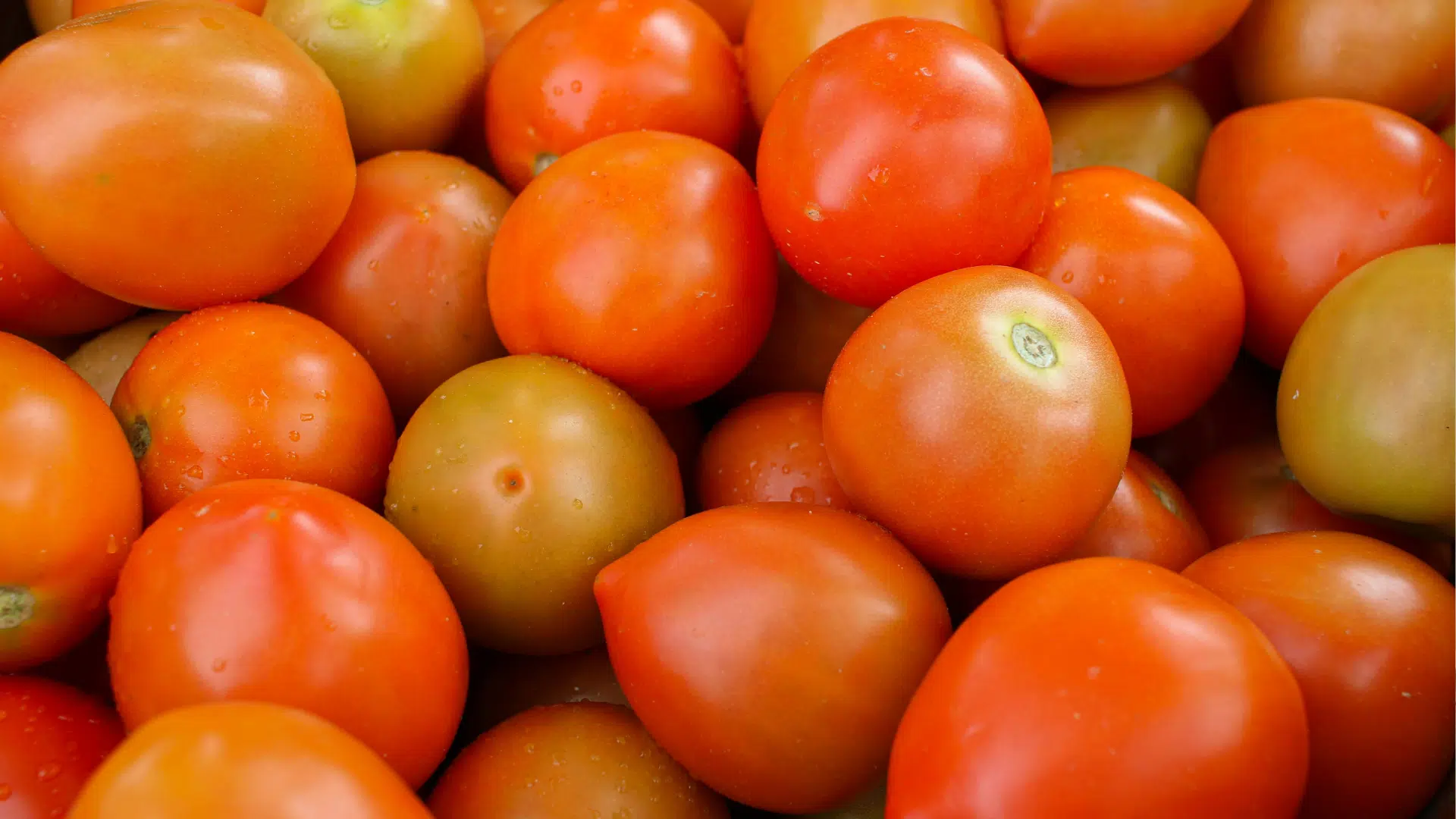 cluster of vibrant red and orange tomatoes, some with hints of green, packed closely together with small water droplets