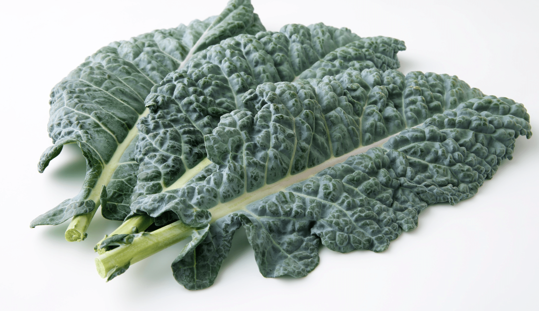 dark green Lacinato kale leaves with prominent pale central veins are displayed