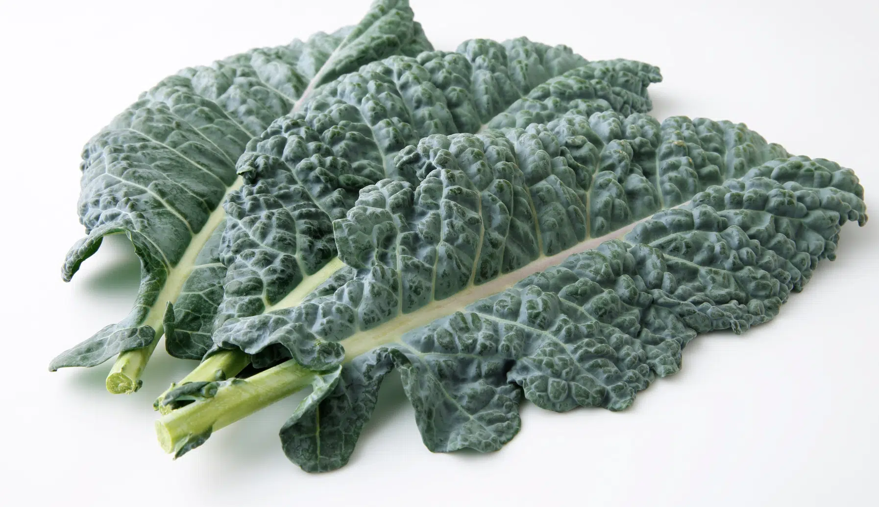 dark green Lacinato kale leaves with prominent pale central veins are displayed