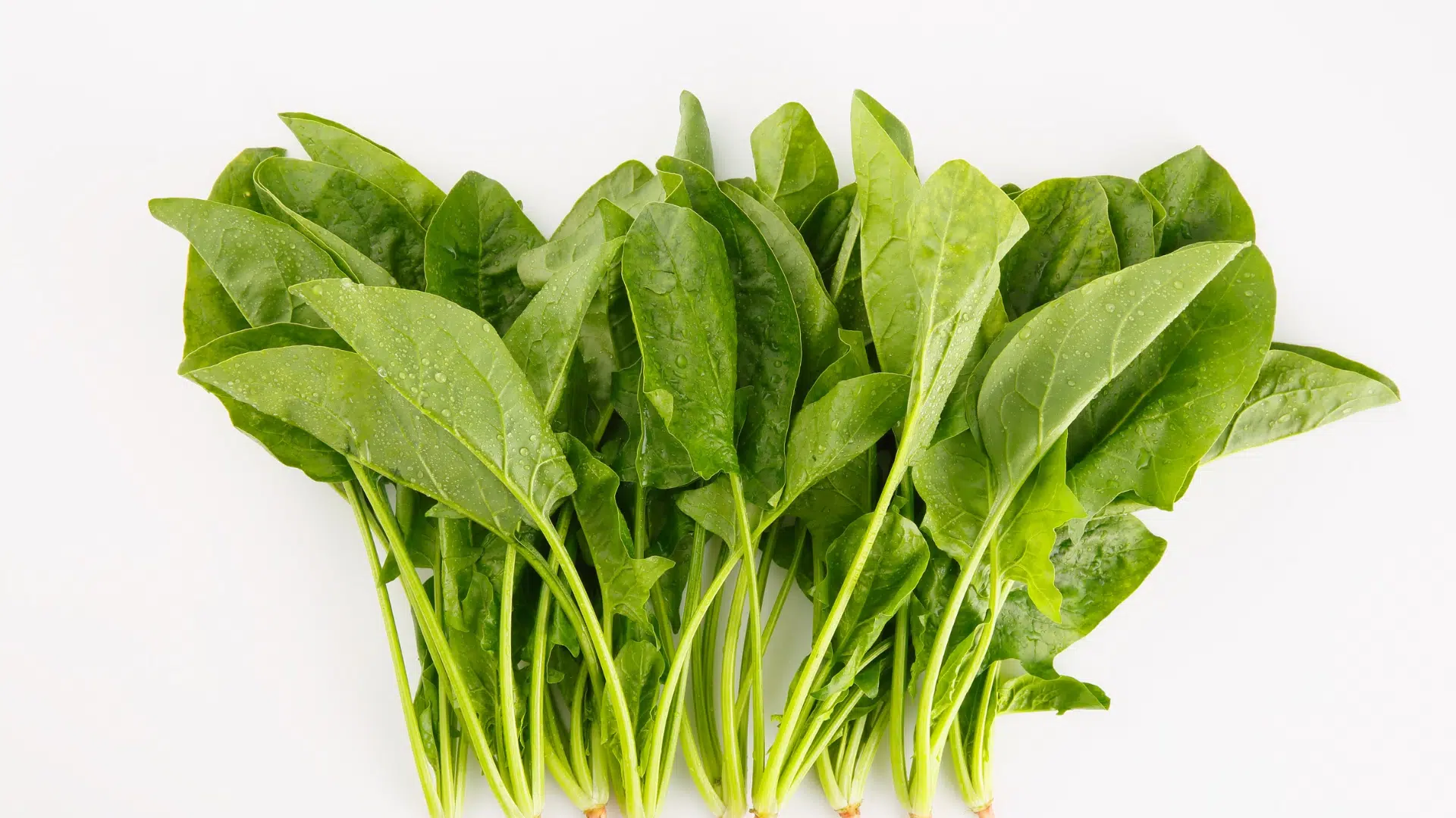 green spinach plants with rounded leaves grow directly from dry, light-colored soil in a bright, sunny outdoor garden setting