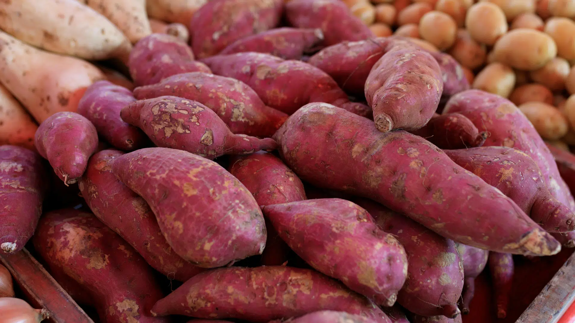large pile of elongated sweet potatoes with dusty, reddish-pink skins and tapered ends fills the center of the frame