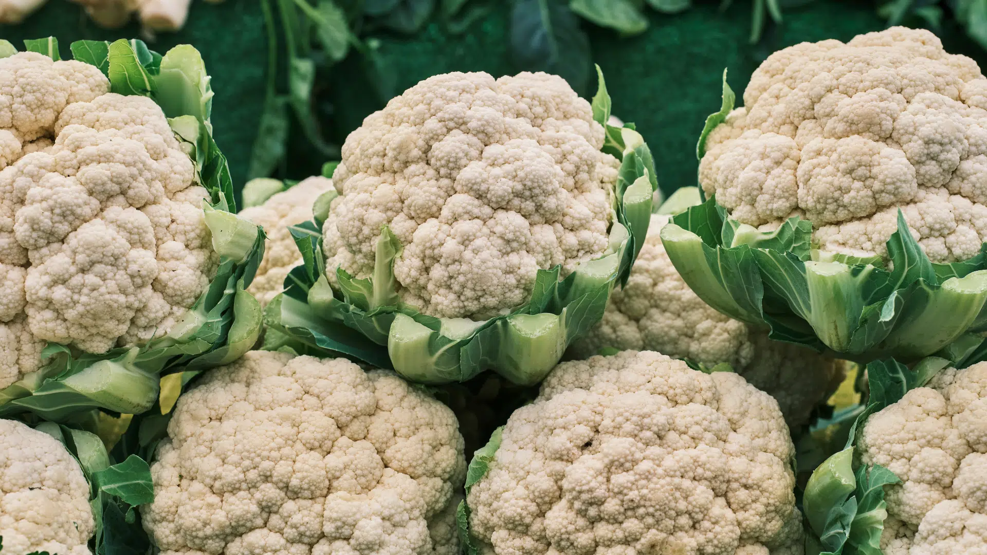 stack of fresh, creamy white cauliflower heads with bumpy florets and crisp green outer leaves fills the close-up frame