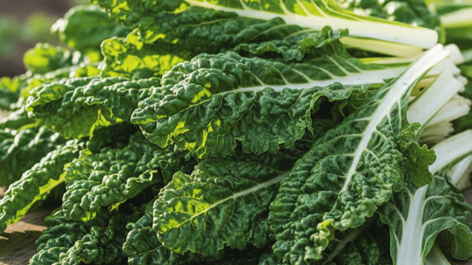 vibrant green, crinkled swiss chard leaves featuring prominent pale stalks and a highly textured, ruffled surface