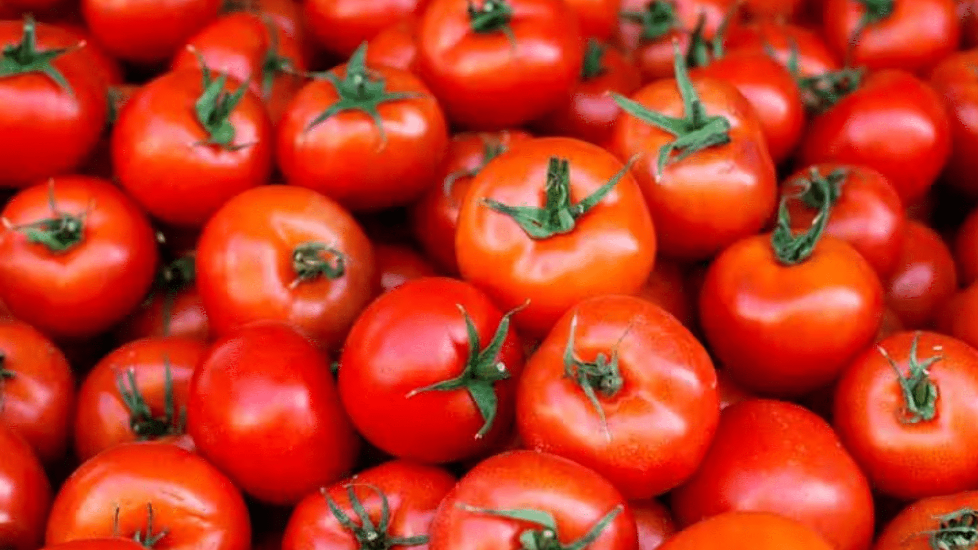 a dense, vibrant pile of ripe red tomatoes with green stems, filling the entire frame