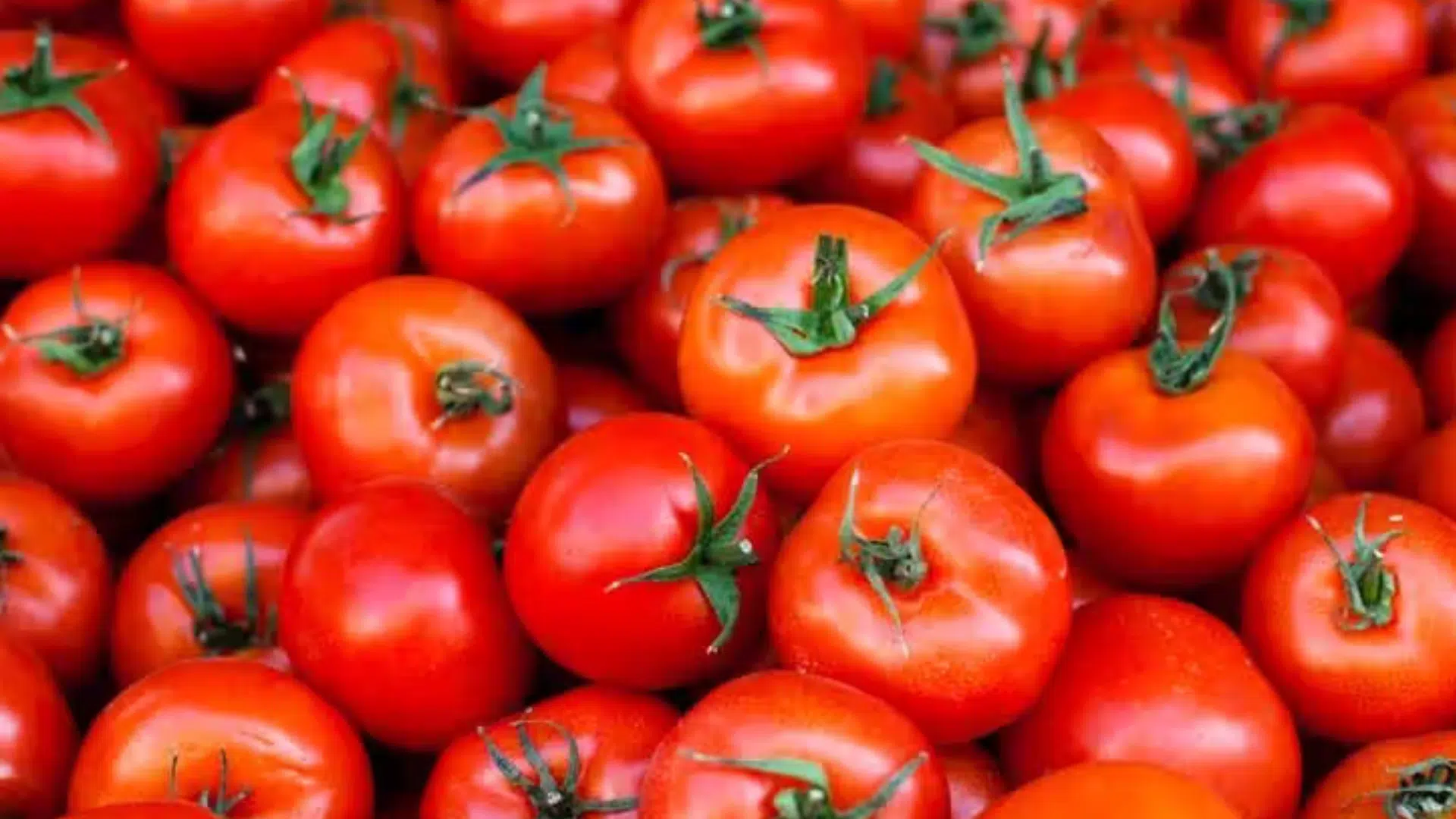 a dense, vibrant pile of ripe red tomatoes with green stems, filling the entire frame