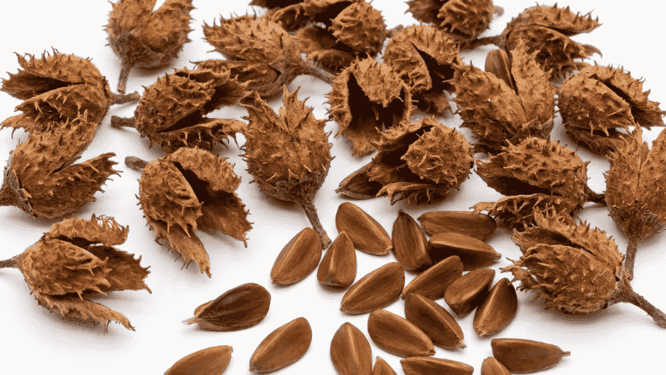 beech nuts and spiky husks forest tree seeds edible wild nuts used in traditional food and foraging ingredients
