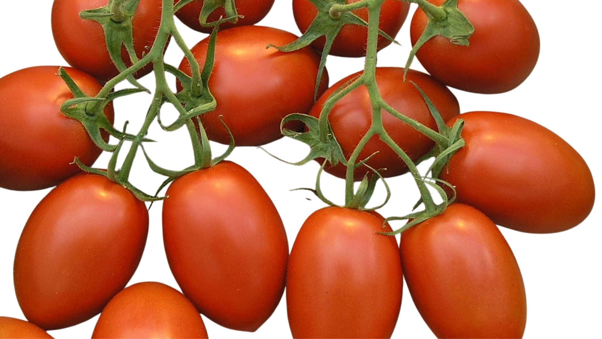 clusters of smooth, red Roma tomatoes still attached to their green vines, displayed against a clean, white background