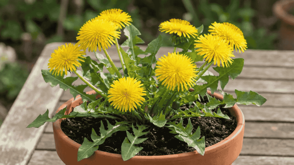 dandelion plant with bright yellow flowers in a pot, an herbal remedy often used to support weight loss and detox support