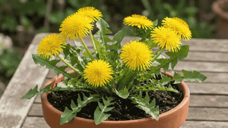 dandelion plant with bright yellow flowers in a pot, an herbal remedy often used to support weight loss and detox support