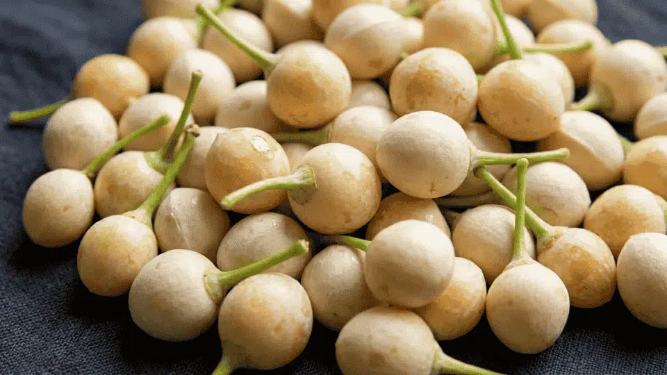 ginkgo nuts with stems on dark surface potassium rich nuts healthy ingredient for balanced diet and nutrition