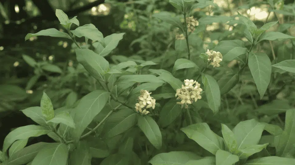 gymnema sylvestre plant with green leaves and small flowers, an herb often used to support weight loss and sugar control