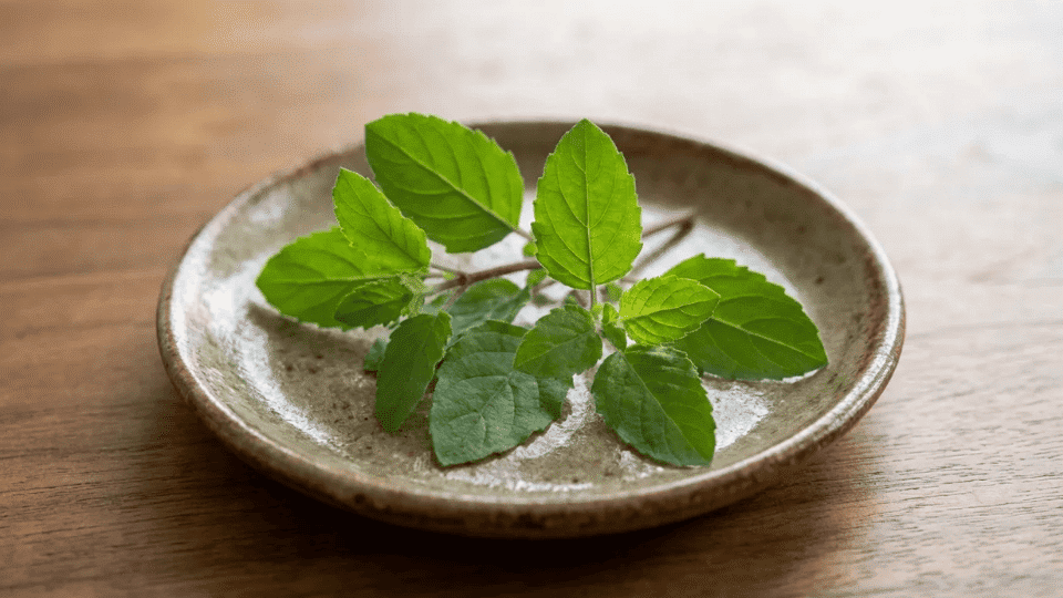 holy basil tulsi fresh green leaves, an adaptogenic herb often used to support weight loss and stress balance.