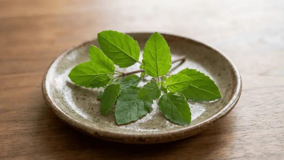 holy basil tulsi fresh green leaves, an adaptogenic herb often used to support weight loss and stress balance.
