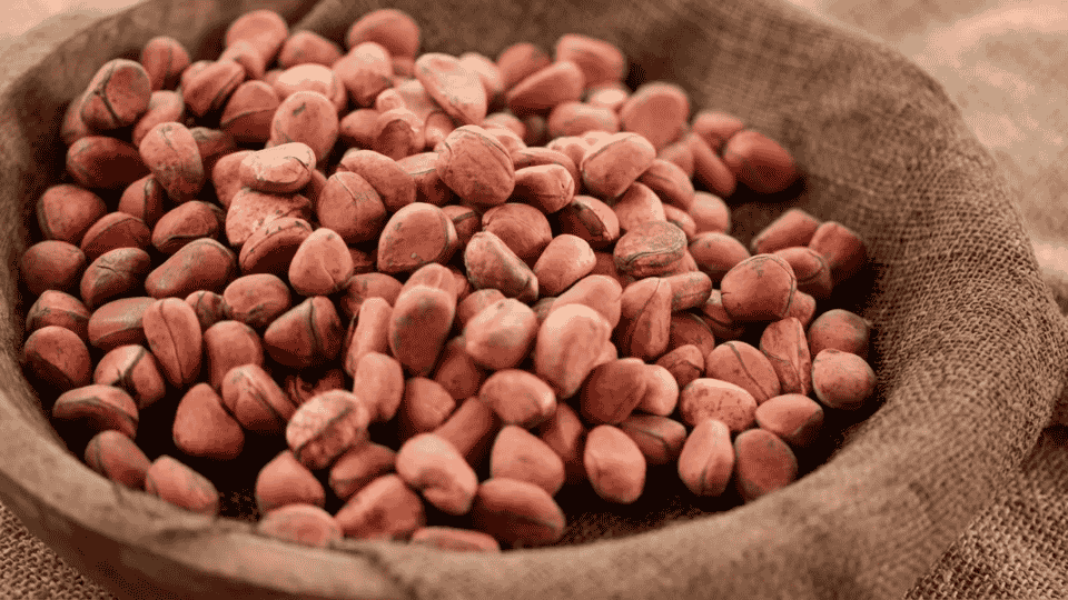 kola nuts in burlap sack natural caffeine rich african kola nuts traditional ingredient used in beverages and herbal products