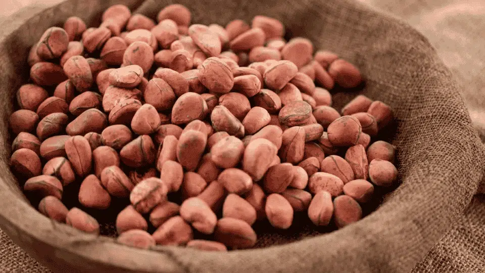 kola nuts in burlap sack natural caffeine rich african kola nuts traditional ingredient used in beverages and herbal products