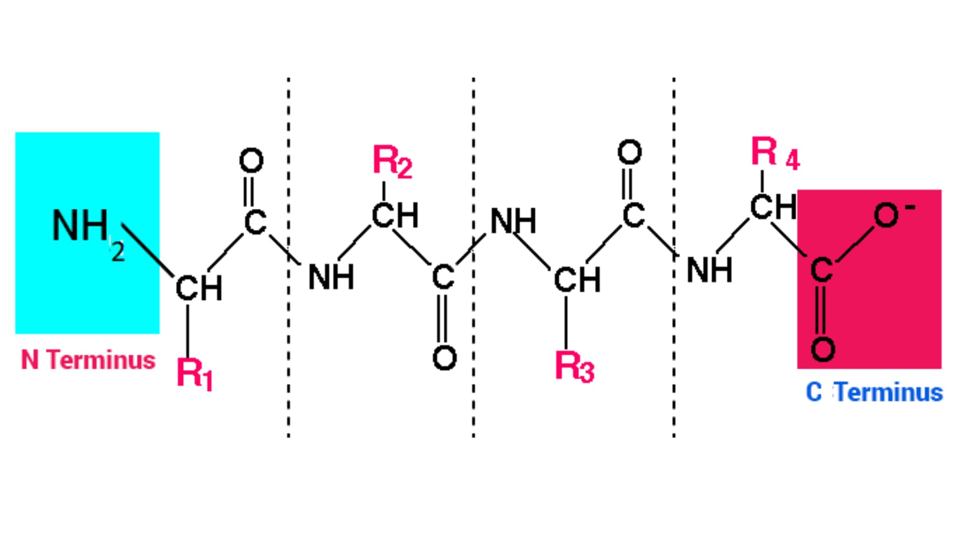 peptide chemical structure diagram showing amino acids connected by peptide bonds, highlighting N-terminus, C-terminus, and variable side chains R1–R4