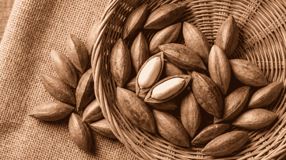 pili nuts in shells and kernels in basket potassium rich nuts healthy snack ingredient for balanced diet and nutrition