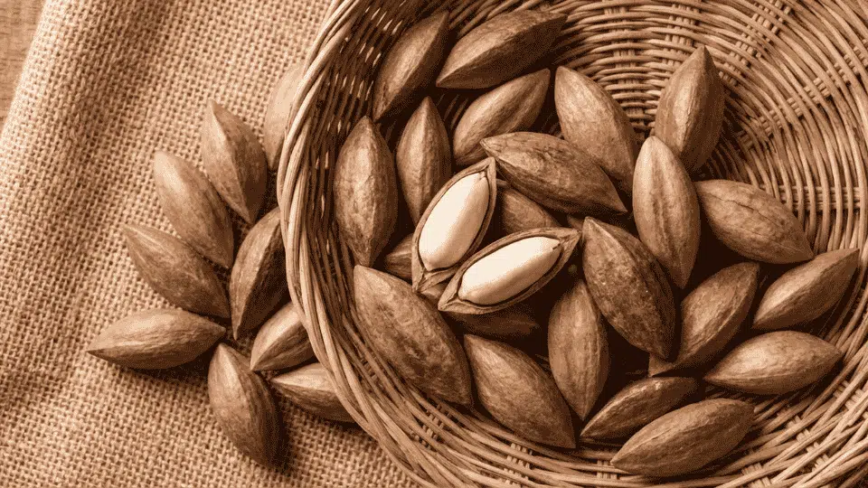 pili nuts in shells and kernels in basket potassium rich nuts healthy snack ingredient for balanced diet and nutrition